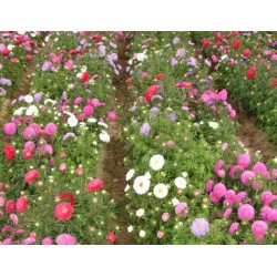 濰坊口碑好的翠菊廠(chǎng)家直銷(xiāo)_河北翠菊供應(yīng)商